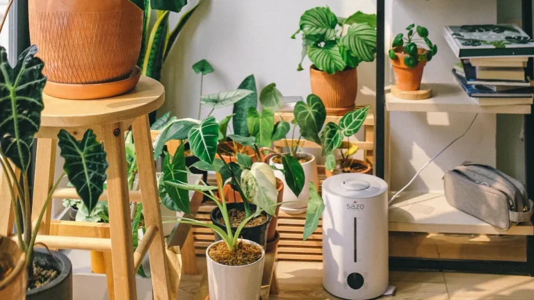 What Does a Dehumidifier Box Do