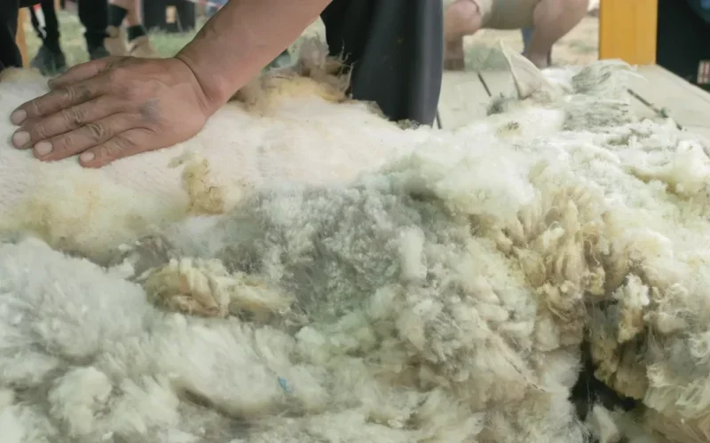 Natural Fibers (Cotton, Wool, Linen, Silk)